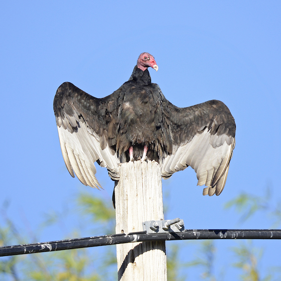 L’urubu à tête rouge n’a pas d’odorat, donc il se fie à sa vision exceptionnelle pour chasser.
