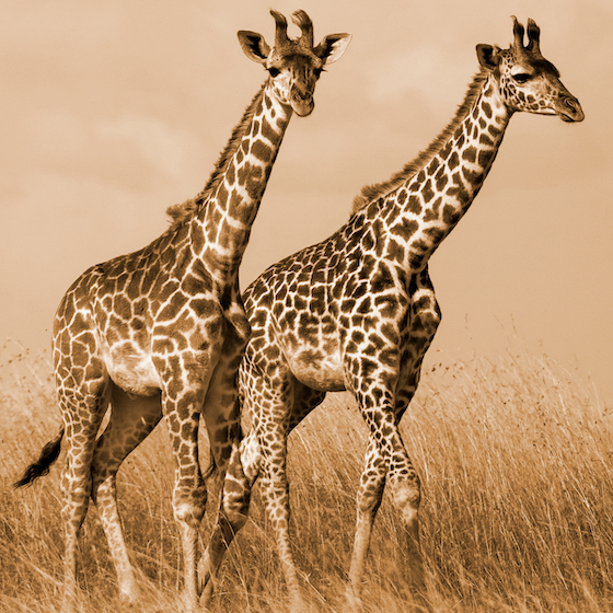 La girafe mâle détermine le moment de se reproduire en buvant l’urine de sa partenaire.