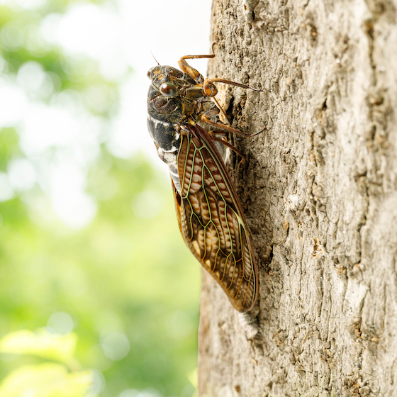Cicadas have their hearing organs in their short antennas.