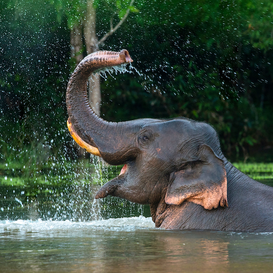 As is the case for humans, the hippocampus occupies 0.5% of an elephant's brain.