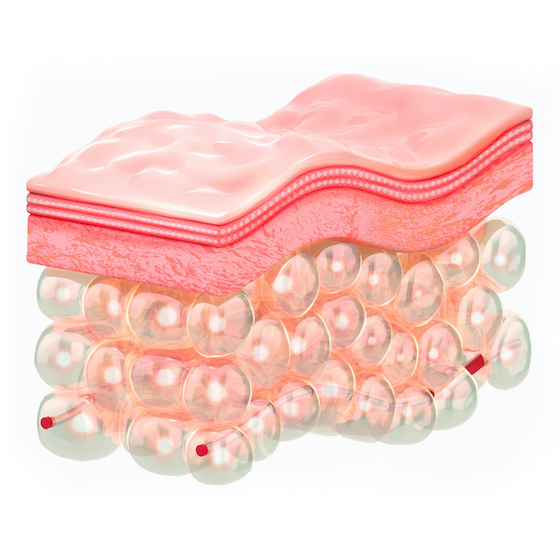 The subcutaneous layer is composed of very little fat.