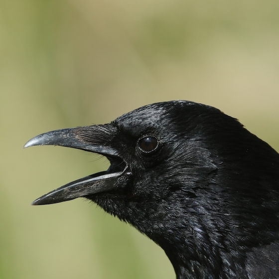 t-partout-de-la-meme-facon-ainsi-un-corbeau-d-amerique-du-nord-pourrait-facilement-communiquer-avec-un-corbeau-d-angleterre