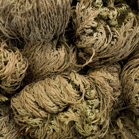 The false rose of Jericho regains its lovely orange-pink colour when watered.
