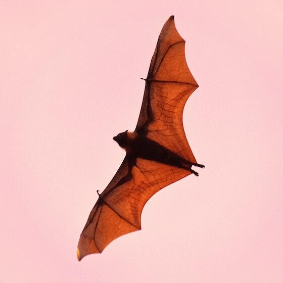 La plupart des chauves-souris sont pratiquement aveugles.