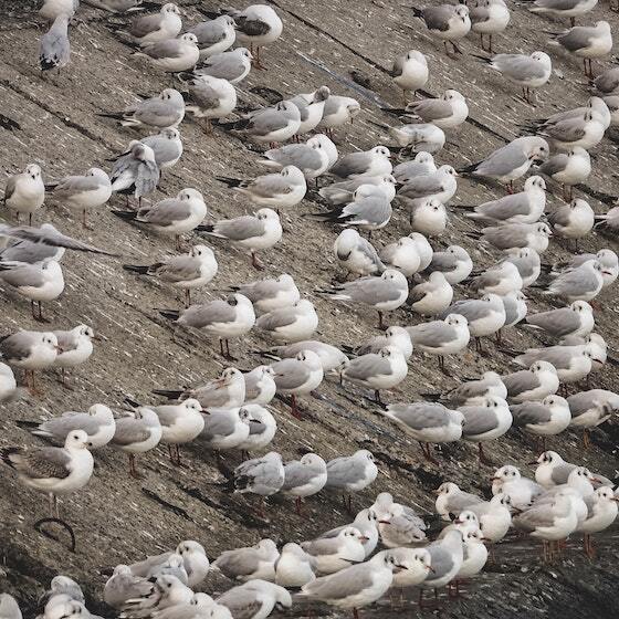 Un groupe de mouettes forme un troupeau.