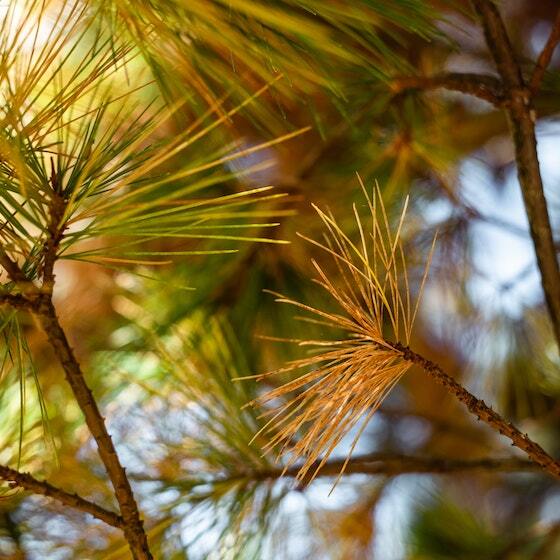 The world's oldest conifer is a pine tree.
