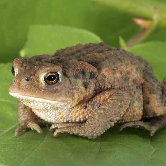 Le dos du crapaud est recouvert de glandes pouvant sécréter du venin. 