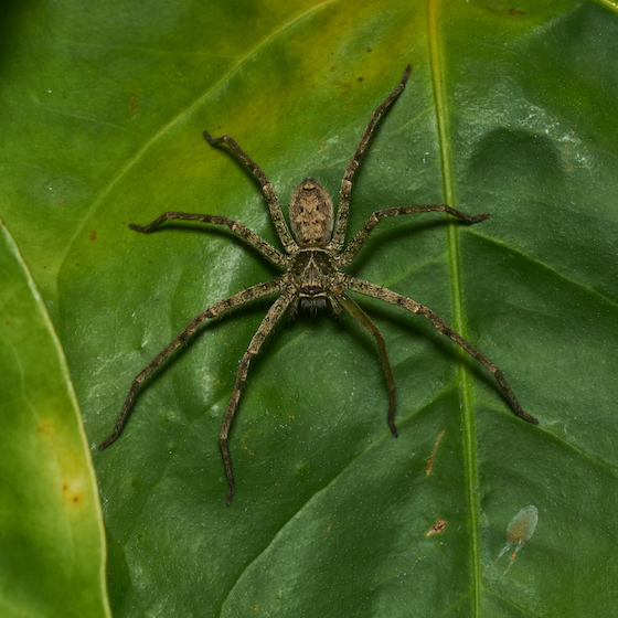 La plupart des araignées sont myopes.