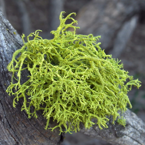 Lichens are the product of a symbiotic relationship between a fungus and algae.