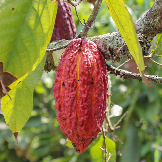 Cocoa pods are usually harvested twice a year.