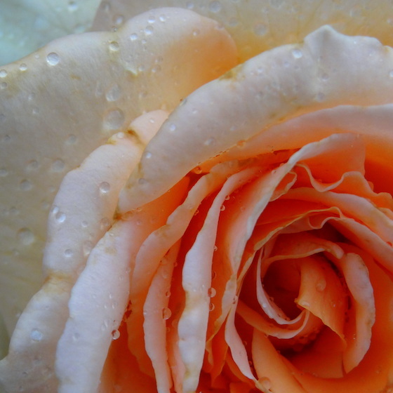It takes 10,000 lb. (4,536 kg) of rose petals to distill just 1 lb. (454 g) of rose oil.