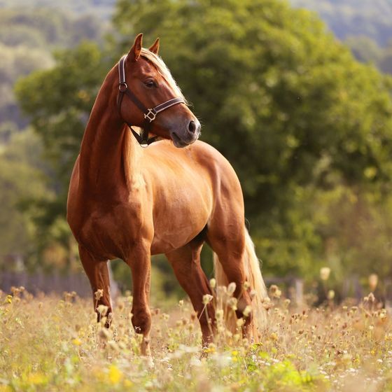 Avant d'être « chevaux », le pluriel de cheval s'écrivait avec un s : « chevals ». 