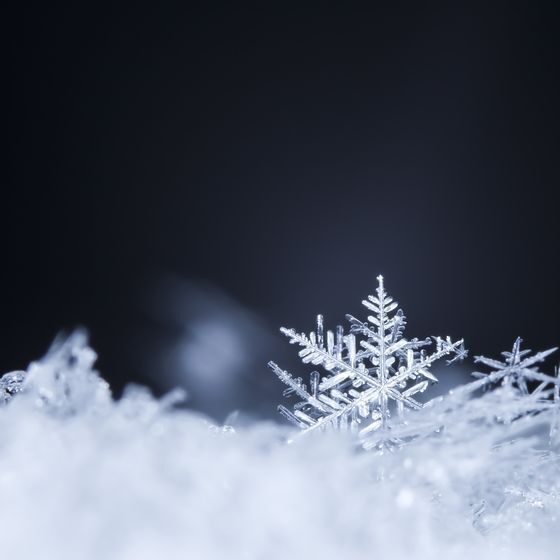 Snowflakes typically have eight sides.