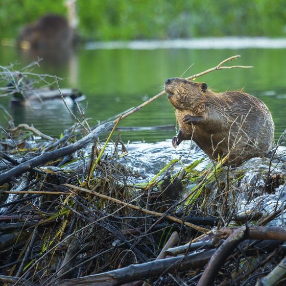 In Canada, young beavers leave their parents' lodge at the age of 2 years.