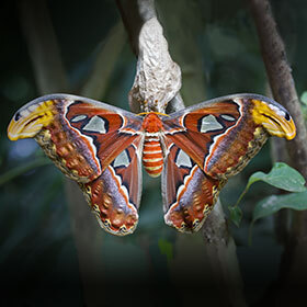 À l’état adulte, le papillon Atlas (le plus grand papillon du monde), ne mange jamais.