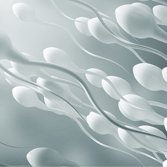 Pre-ejaculatory fluid flushes traces of urine from the urethra and protects sperm from the vagina’s acidity.
