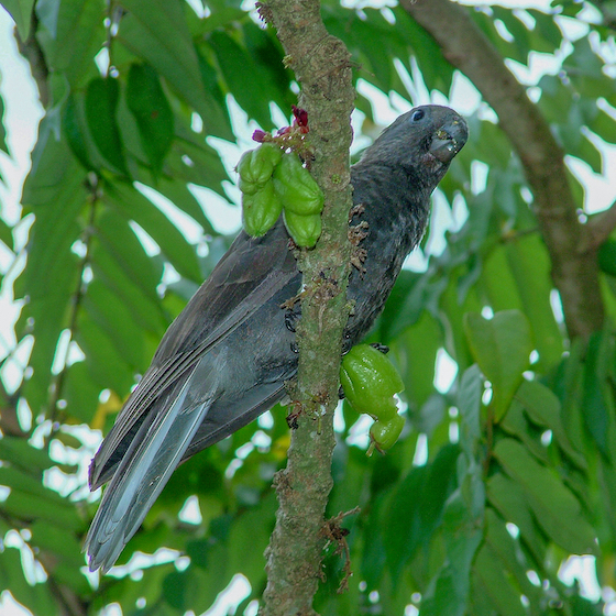 L’écosystème des Seychelles abrite quelque 80 espèces endémiques de plantes et d’animaux. 
