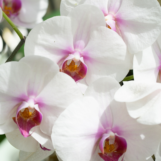 The orchid gets its name from the Greek word “orchis,” which means testicle.