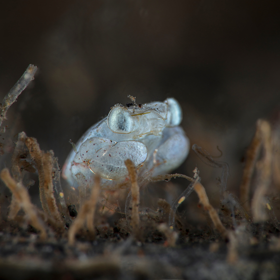 Land crustaceans don’t exist. 