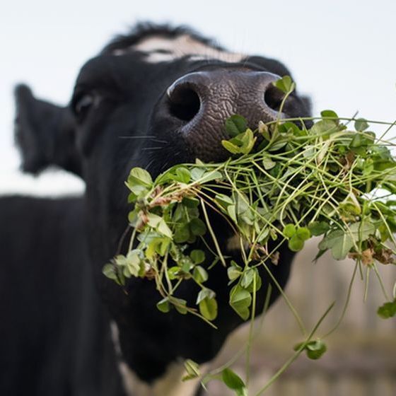 gurgitates-its-food-the-material-they-bring-up-is-referred-to-as-cud