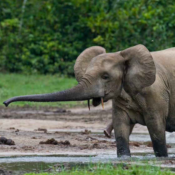 Contrairement aux chimpanzés, les éléphants ne savent pas utiliser d’outils. 