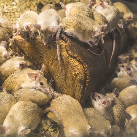 Though not always the case, the bigger the rodent the more likely they are to congregate in familial settings.