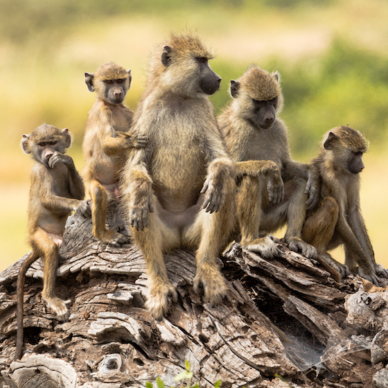 On désigne un groupe de babouins par le terme « harde ».