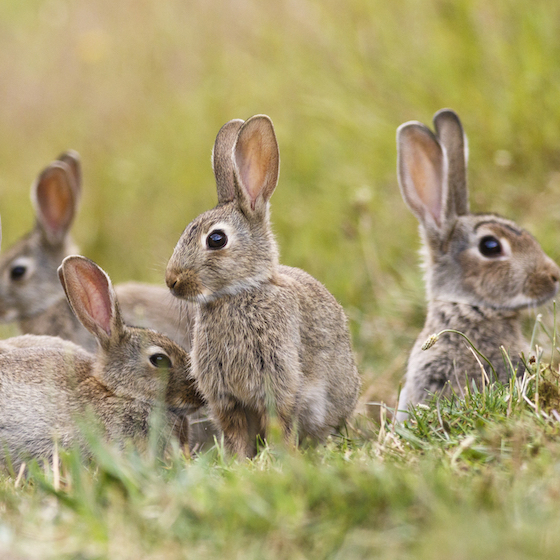 Rabbits are able to hear sounds at a great distance because of their long ears.