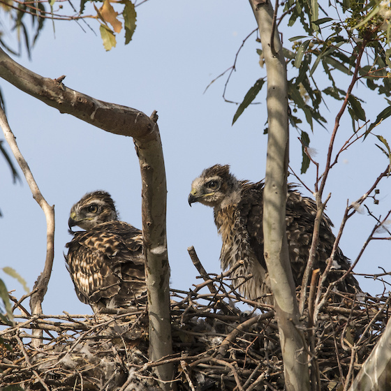 All species of hawk nest in trees.