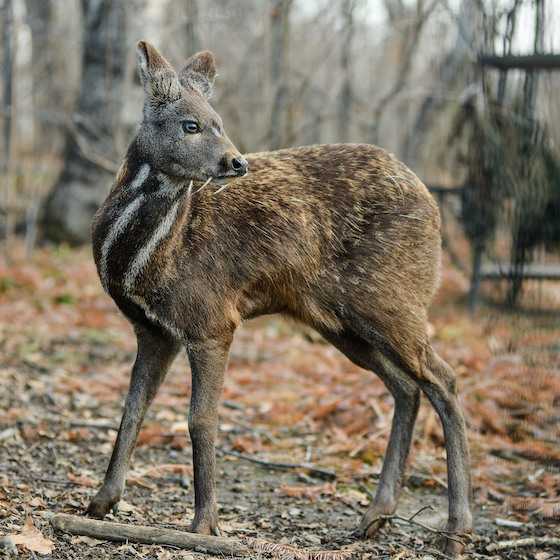 Le musc, un ingrédient courant en parfumerie, provenait à l’origine des glandes de cerfs.