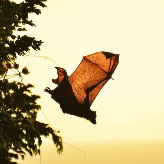 La majorité des espèces de chauves-souris sont insectivores.