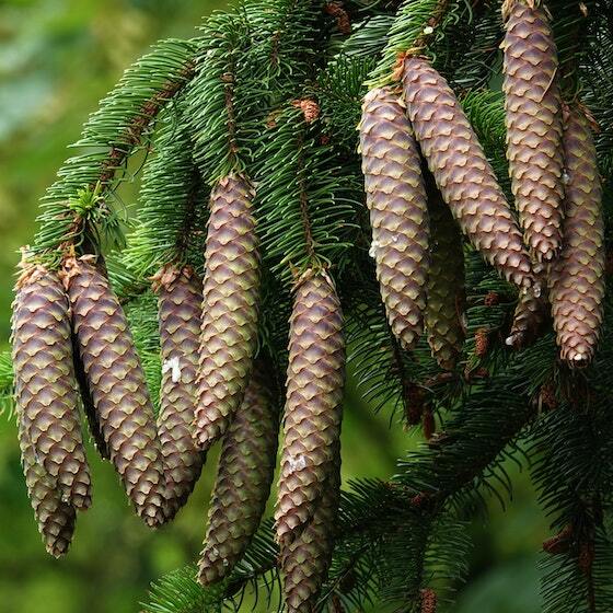 All conifer cones contain both seeds and pollen.
