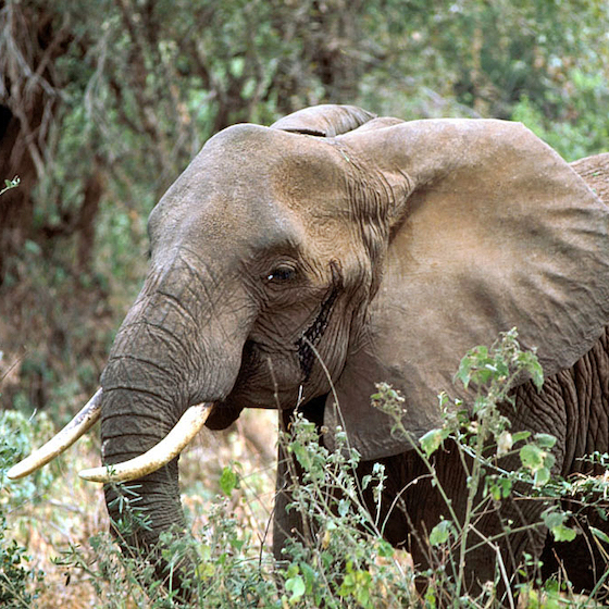 La trompe de l’éléphant d’Afrique est constituée de 145 os.
