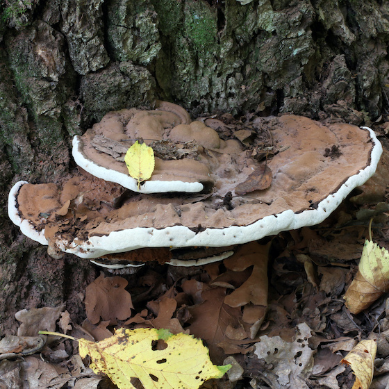 The polypore aplani produces up to 30 billion spores per season.