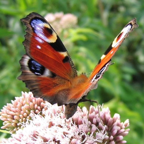 A butterfly's palps (tasting organs) are located at the end of its proboscis.
