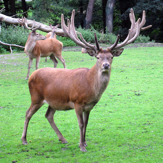 Le hère désigne un jeune cerf qui porte ses premiers bois. 