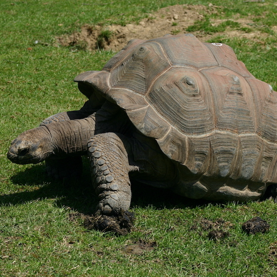 Turtles are the largest amphibians.