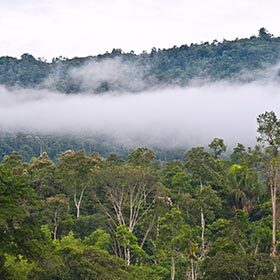 More than 400 in. (1016 cm) of rain falls on some parts of the Amazon tropical forests each year.