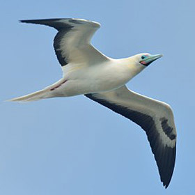 The albatross can fly for hours without flapping its wings.