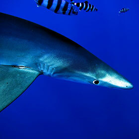 Blue sharks live relatively well in captivity.