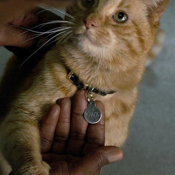 Dans Captain Marvel, Carol nomme son chat Chewie, en référence à son personnage préféré dans Star Wars.