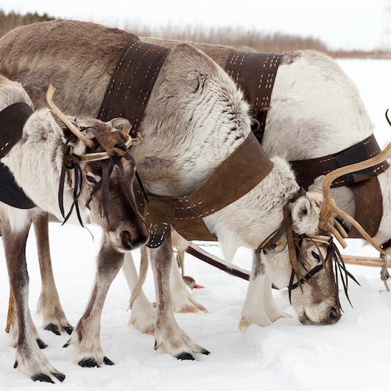 Rudolph the red-nosed reindeer was invented by a department store chain in 1939.
