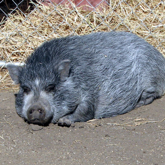 Pigs sleep around 16 hours a day.