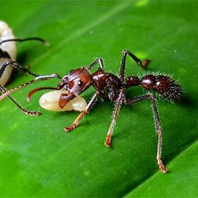 The Amazon rainforest is home to about 2.5 million insect species.