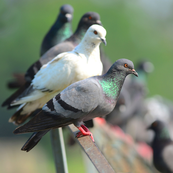 Pigeons have surprisingly good hearing.