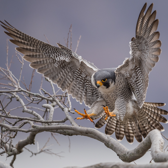 The peregrine falcon is found on every continent except Antarctica.