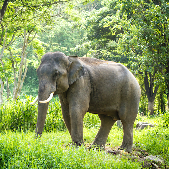 Elephants produce most of their sounds using their larynx.