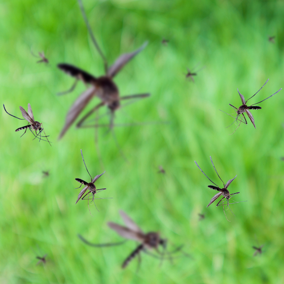 Mosquitoes court one another by performing a musical duet.