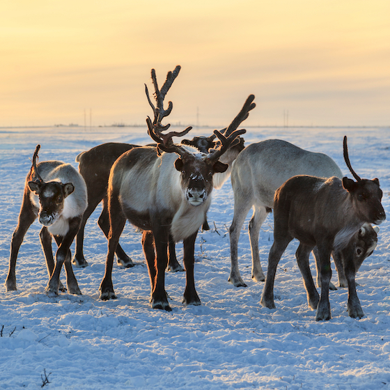 The number of reindeer in Lapland is equivalent to the number of people. 