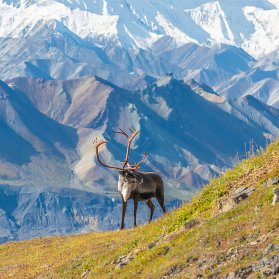 There are more caribou in Alaska than people. 